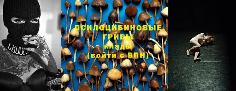 Галлюциногенные грибы Psilocybine cubensis  Солигалич 